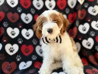 Talon, a male Cockapoo for sale in Lakeland, FL – 4 of 9