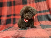 Bryant, a male Shihpoo and Poodle - Miniature  for sale in Lakeland, FL – 2 of 9