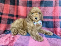 Samuel, a male Poodle - Miniature  for sale in Lakeland, FL – 3 of 9