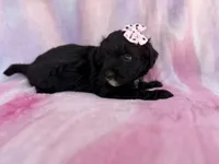 Daisy, a female Miniature Aussiedoodle for sale in Lakeland, FL – 3 of 7