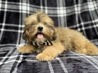 Diego, a male Shihpoo for sale in Lakeland, FL – 2 of 7