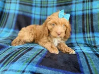 Trixie, a female Cockapoo for sale in Lakeland, FL – 3 of 9