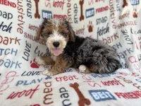 Otto, a male Miniature Aussiedoodle for sale in Lakeland, FL – 4 of 10