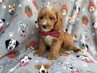 Chance, a male Cavapoo for sale in Lakeland, FL – 8 of 9