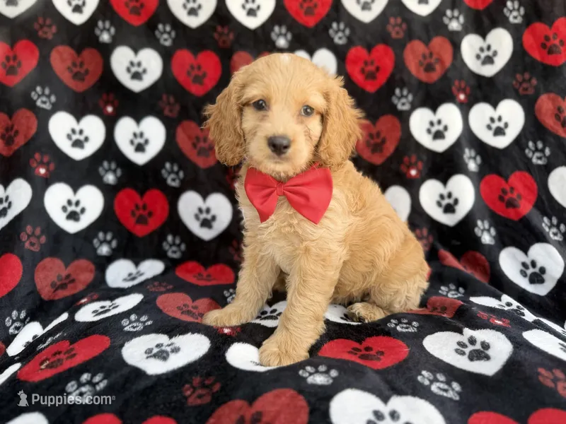 Tuck – Cockapoo puppy for sale in Lakeland, FL