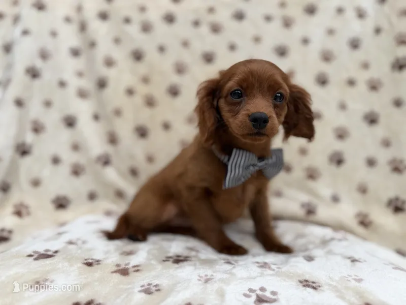 Dax – Cavapoo puppy for sale in Lakeland, FL