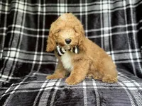 Willie, a male Cockapoo for sale in Lakeland, FL – 10 of 10