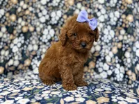 Sasha, a female Miniature Goldendoodle for sale in Lakeland, FL – 8 of 9