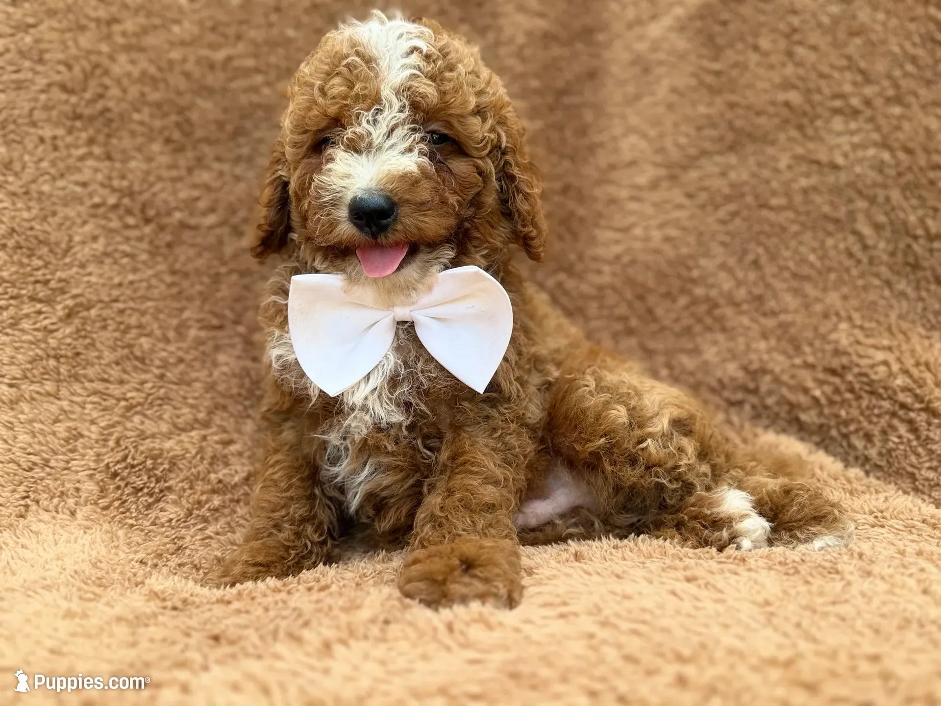 Lane, a male Goldendoodle and Poodle - Miniature  for sale in Lakeland, FL – 1 of 10