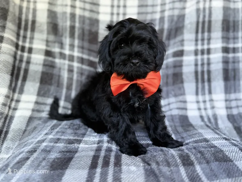 Zander – Shihpoo puppy for sale in Lakeland, FL
