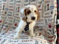 Tony, a male Cockapoo for sale in Lakeland, FL – 2 of 9
