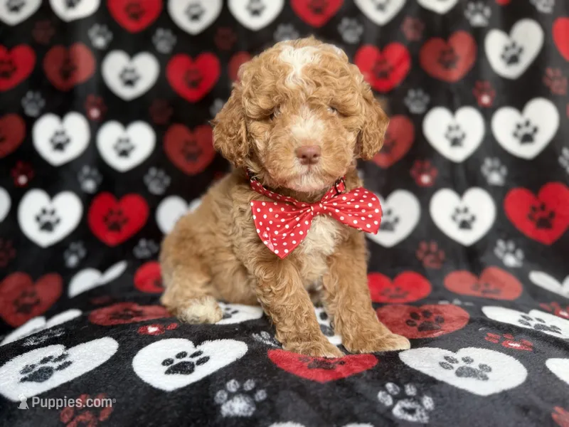 Pluto – Poodle - Miniature  puppy for sale in Lakeland, FL