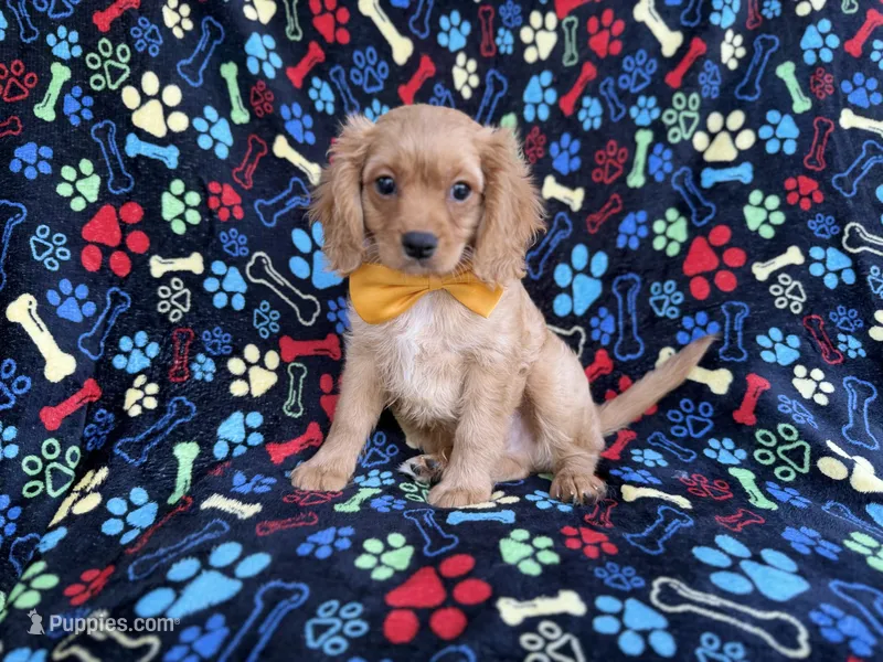Ruger – Cavapoo puppy for sale in Lakeland, FL
