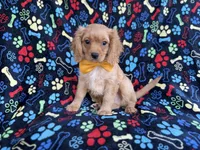Ruger, a male Cavapoo for sale in Lakeland, FL – 1 of 8