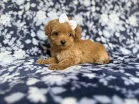 Fergi, a female Cockapoo and Poodle - Miniature  for sale in Lakeland, FL – 1 of 8