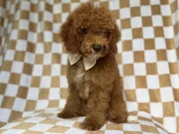 Paxton, a male Cockapoo for sale in Lakeland, FL – 5 of 9