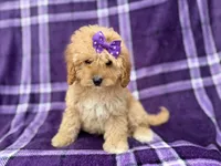Ayla, a female Cavapoo for sale in Lakeland, FL – 7 of 7