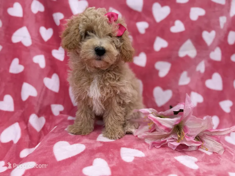 Pepper, a female Poochon for sale in Lakeland, FL – Photo 1 of 8