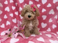 Pepper, a female Poochon for sale in Lakeland, FL – Photo 2 of 8