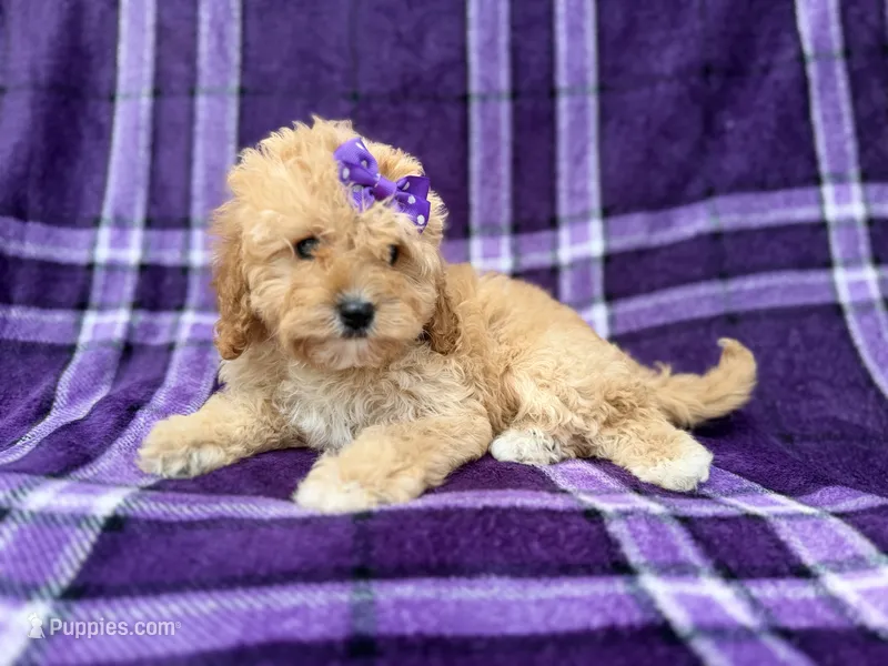Ayla – Cavapoo puppy for sale in Lakeland, FL