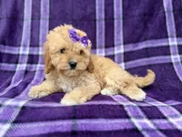 Ayla, a female Cavapoo for sale in Lakeland, FL – 1 of 7