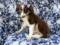 Bindi, a female Miniature Australian Shepherd for sale in Lakeland, FL – 3 of 8