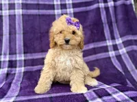Ayla, a female Cavapoo for sale in Lakeland, FL – 8 of 8