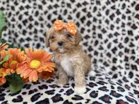 Sissy, a female Cavapoo for sale in Lakeland, FL – Photo 7 of 8
