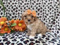 Sissy, a female Cavapoo for sale in Lakeland, FL – Photo 1 of 8