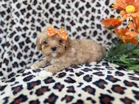 Sissy, a female Cavapoo for sale in Lakeland, FL – Photo 4 of 8