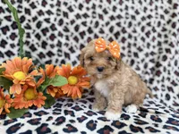 Sissy, a female Cavapoo for sale in Lakeland, FL – Photo 8 of 8