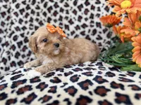 Sissy, a female Cavapoo for sale in Lakeland, FL – Photo 3 of 8