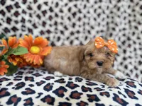 Sissy, a female Cavapoo for sale in Lakeland, FL – Photo 2 of 8