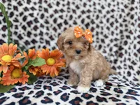 Sissy, a female Cavapoo for sale in Lakeland, FL – Photo 6 of 8