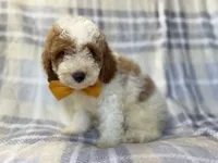 Sarge, a male Cavapoo for sale in Lakeland, FL – 7 of 10