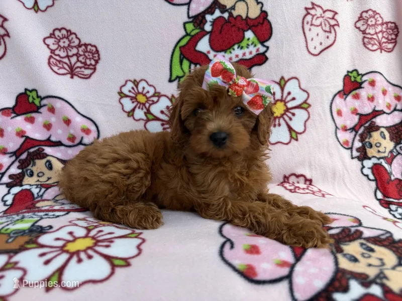 Bella  – Cavapoo puppy for sale in Lakeland, FL