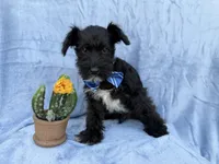 Goose, a male Miniature Schnauzer for sale in Lakeland, FL – Photo 4 of 7