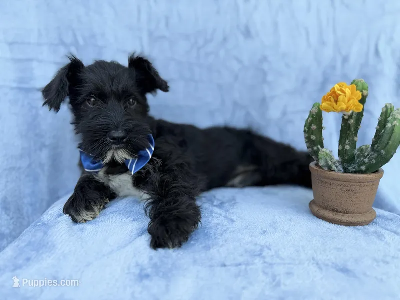 Goose, a male Miniature Schnauzer for sale in Lakeland, FL – Photo 1 of 7