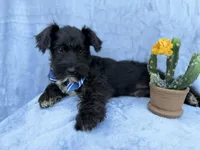 Goose, a male Miniature Schnauzer for sale in Lakeland, FL – Photo 6 of 7