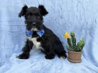 Goose, a male Miniature Schnauzer for sale in Lakeland, FL – Photo 2 of 7