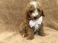 Lane, a male Goldendoodle and Poodle - Miniature  for sale in Lakeland, FL – 4 of 10