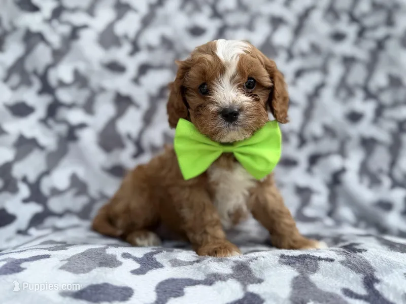 Jeb – Cavalier King Charles Spaniel, Poodle - Miniature  puppy for sale in Lakeland, FL
