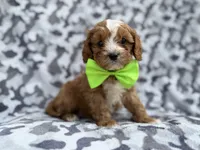 Jeb, a male Cavalier King Charles Spaniel and Poodle - Miniature  for sale in Lakeland, FL – Photo 1 of 9