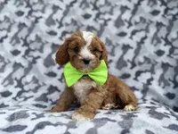 Jeb, a male Cavalier King Charles Spaniel and Poodle - Miniature  for sale in Lakeland, FL – Photo 9 of 9