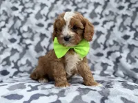 Jeb, a male Cavalier King Charles Spaniel and Poodle - Miniature  for sale in Lakeland, FL – Photo 7 of 9