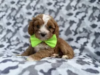 Jeb, a male Cavalier King Charles Spaniel and Poodle - Miniature  for sale in Lakeland, FL – Photo 5 of 9
