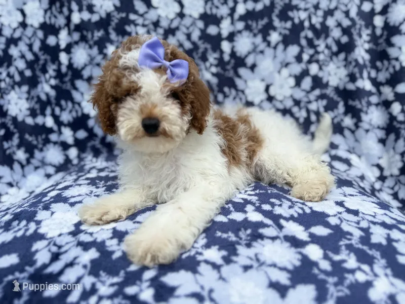 Charlotte – Poodle - Miniature  puppy for sale in Lakeland, FL