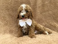 Lane, a male Goldendoodle and Poodle - Miniature  for sale in Lakeland, FL – 6 of 10