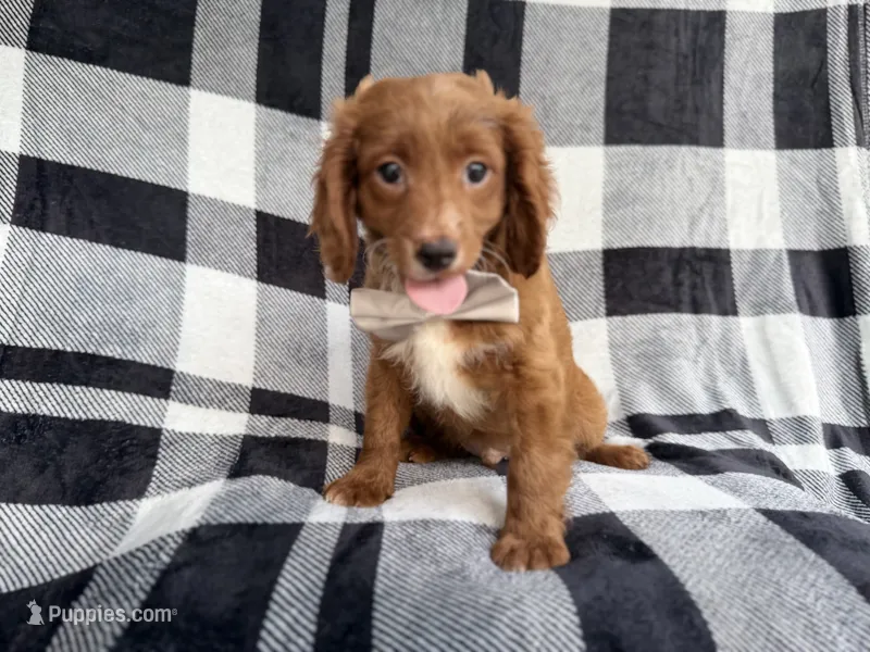Royal – Cavapoo puppy for sale in Lakeland, FL