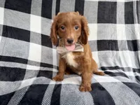 Royal, a male Cavapoo for sale in Lakeland, FL – 1 of 7